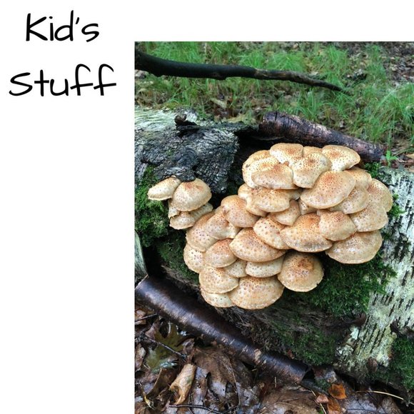 🍄 𝙆𝙞𝙙'𝙨 𝙎𝙩𝙪𝙛𝙛 - Picture 1 of 1